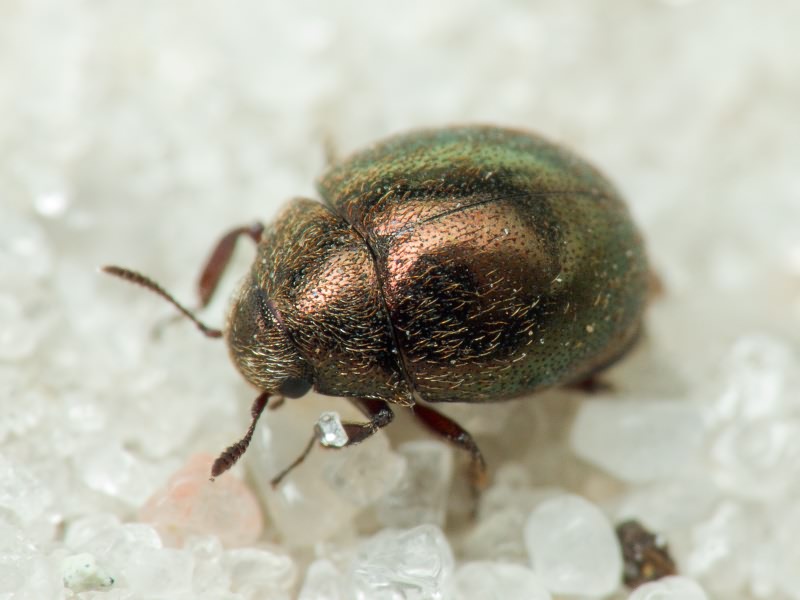 Lamprobyrrhulus nitidus (Schaller, 1783)